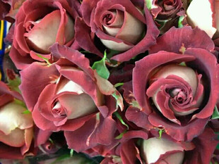 东篱园艺月季玫瑰日月绿植物盆栽室内外庭院阳台大花灌木提拉米苏