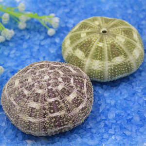 满35元包邮 天然海胆壳摆件 海螺贝壳 装饰      大号