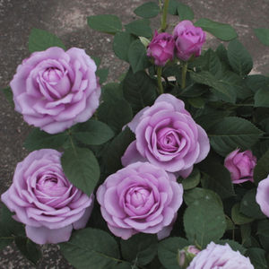 阳台系列大花微月 水星王 多头勤花紫色 span class=h>玫瑰花 /span>