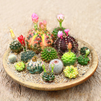 仙人球包邮 盆栽