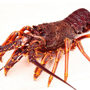 class=h>鲜活 /span>大龙虾 澳龙 1000g 进口活鲜 span class=h>海鲜 