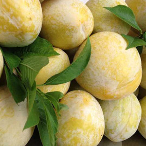 class=h>奈李 /span>新鲜现摘黄布林李子孕妇 span class=h>水果 