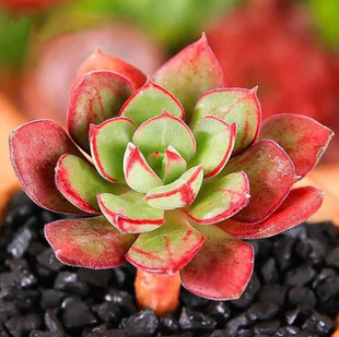 小萌物 多肉植物 丹尼尔 5厘米大颗新手组合盆栽包邮老桩群生叶子