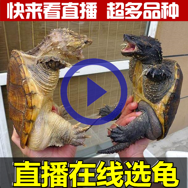 直播选龟鳄龟水龟宠物龟草龟地图龟麝香龟甜甜圈活体乌龟