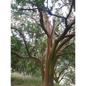 四川红橘 万州红桔大红袍橘子重庆万县陈允斌