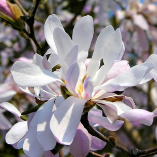 【虹越】意大利进口 星花木兰 棒棒糖造型苗 观花树种 花芳香