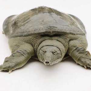 土哥农货湖北 活体野外母甲鱼老鳖王八团鱼水鱼中华鳖按实际称重