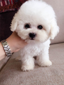 北京温莎犬舍 泰迪犬幼犬贵宾可爱白色狗狗 小型宠物狗带证书