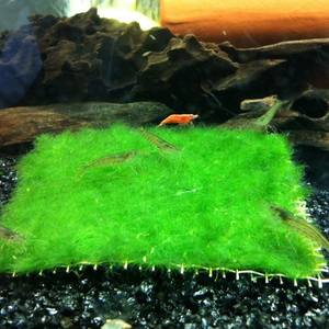 绿藻球\/绿球藻 前景水草造景 鱼缸水草虾缸 养易