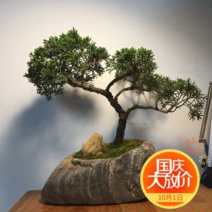 天然原生态石头花盆鹅卵石花盆多肉植物水培菖蒲铜钱草创意盆包邮