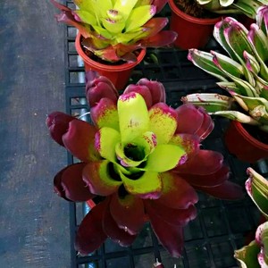 福果园艺积水凤梨双色积水已发色 雨林缸造景沉木造景