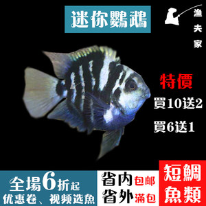 迷你鹦鹉鱼宝蓝鹦鹉鱼白金鹦鹉鱼淡水小型热带