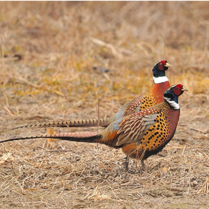  span class=h>野鸡 /span>活体山鸡活体七彩山鸡活体母 span class=h