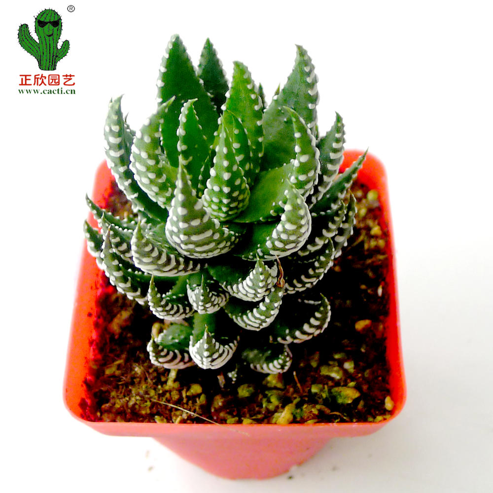 鹰爪十二卷 a75 多肉植物 盆栽 广州正欣园艺 多肉基地