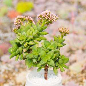 精养多肉植物|神童超大多头老桩  span class=h>景 /span>天青锁龙 