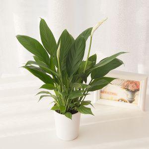 白掌一帆风顺鲜花园艺卧室桌面绿植物办公室花卉带盆栽好满就包邮
