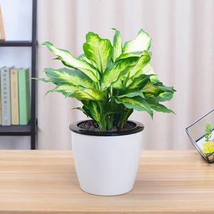 粉黛万年青银皇后小盆栽办公室内桌面绿植花卉植物吸甲醛水培包邮