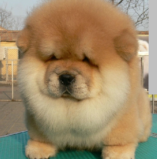 纯种大头肉嘴松狮犬/活体宠物狗狗棕红色松狮幼犬/中型犬有公母