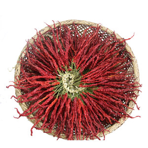 大方二荆条 span class=h>皱 /span> span class=h>皮 /span>干辣 