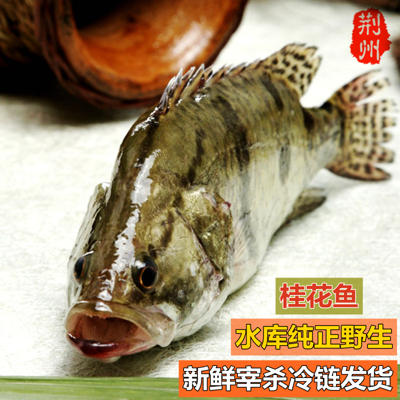 桂鱼种类图谱图片