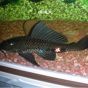 大型西伯利亚鲟活体清洁缸包邮 ￥13 已售16件 ￥( 0折) 淘宝 熊猫