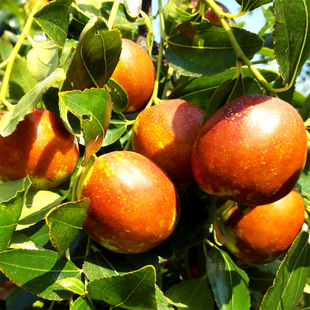 鲜枣山西太谷 梨枣 大梨枣 新鲜水果脆枣非冬枣2500克包邮