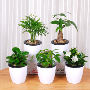 文竹盆栽室内图片