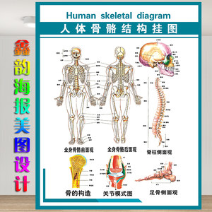  span class=h>人體 /span>全身 span class=h>骨骼 /span>結構示意 