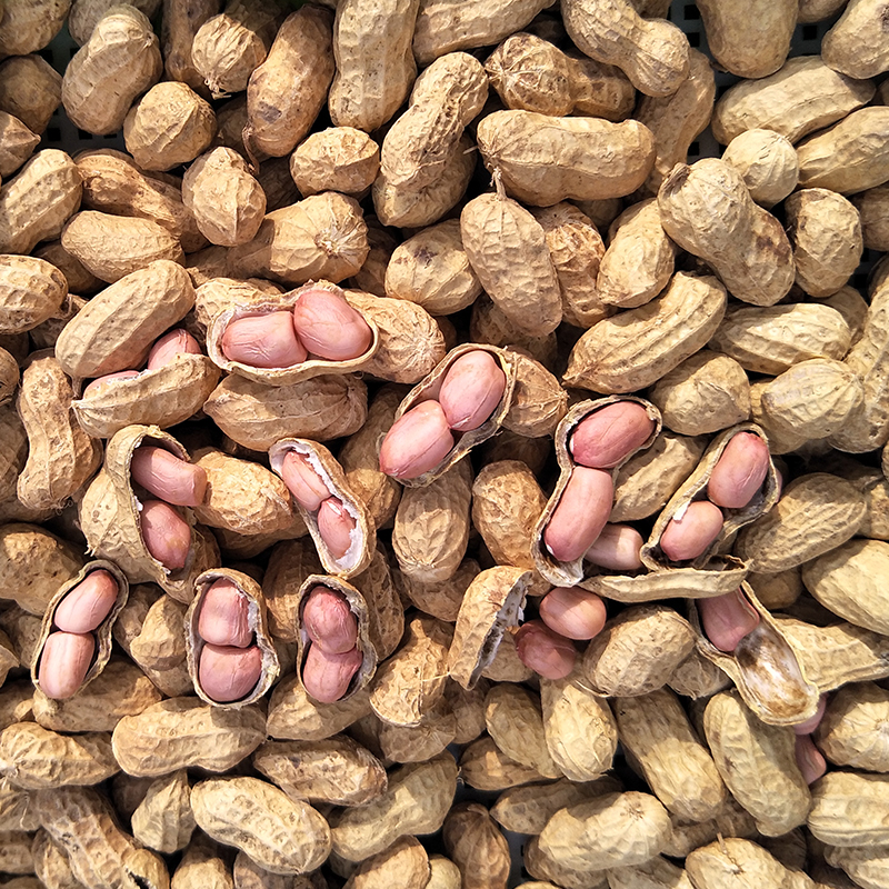 17年新鲜带壳生花生散装自然晒干花生农家自产自种粉红衣皮花生果