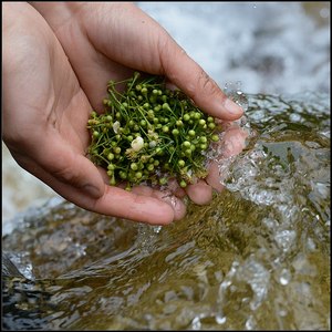 千里寻芳 span class=h>之 /span>云南野生青刺花  span class=h>梅花