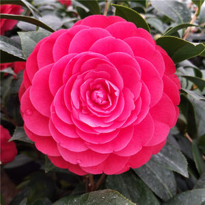 四季大红赤丹茶花树苗阳台客厅庭院盆栽年宵花卉带花苞 span class=h>