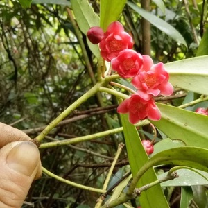 野八角野生八角圖片