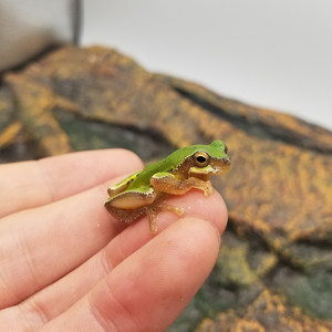  span class=h>宠物 /span>蛙树蛙活体姥爷华西雨蛙青蛙老爷 span