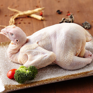 上海崇明岛农家散养童子鸡1只装800g放养生态童子鸡土鸡活体现杀