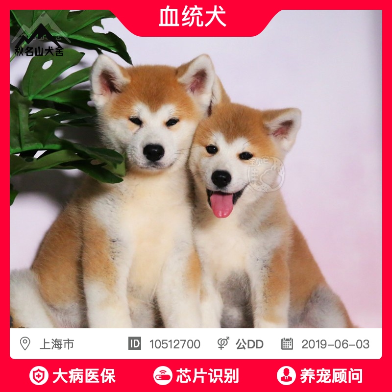 柴犬 柴犬代购 最新柴犬 中国柴犬 柴犬批发 柴犬折扣 86daigou