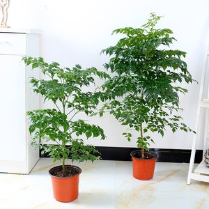 【幸福樹綠植室內圖片】幸福樹綠植室內圖片大全 - q友網