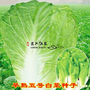 蔬菜种子市场迎来新一轮增长