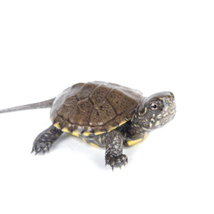 欧泽龟苗活体乌龟深水龟欧洲泽龟观赏鬼宠物龟招财龟全品