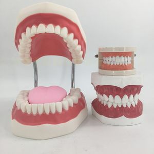 【牙齿模型儿童幼儿园图片】牙齿模型儿童幼儿