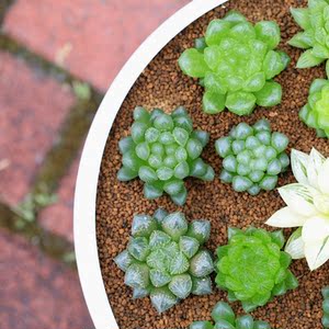 品牌名称: 雨露多肉透明