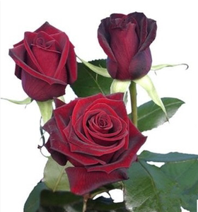 路易十四】玫瑰花大花盆栽物室内外蔷薇月季花卉观花阳台