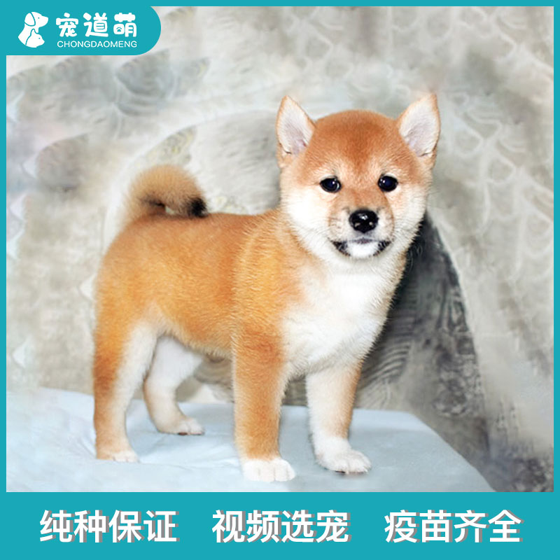 柴犬 柴犬代购 最新柴犬 中国柴犬 柴犬批发 柴犬折扣 86daigou