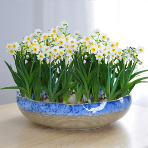 水仙花花盆图片