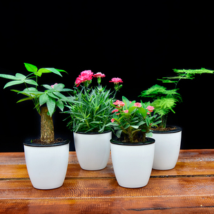 綠蘿發財樹吊蘭多肉綠植小盆栽花卉室內辦公桌水培吸甲醛植物盆景