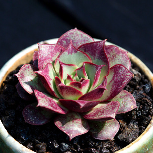 原始罗西玛多肉植物进口贵货精品四季组合盆栽肉肉花陌派云南多肉