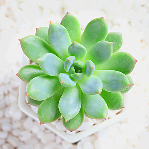  span class=h>芊姿彩 /span>多肉 青苹果 新手好养活 多肉植物 绿植 