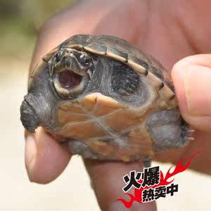 【剃刀龟苗活体迷你图片】剃刀龟苗活体迷你图