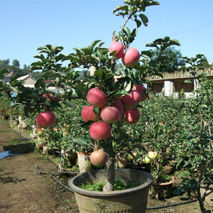 柱狀蘋果紅富士盆栽果樹苗矮化盆栽南方北方種植水果樹苗當年結果