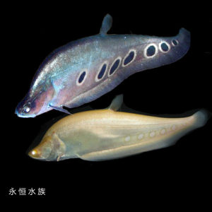 【龙鱼配鱼图片】龙鱼配鱼图片大全