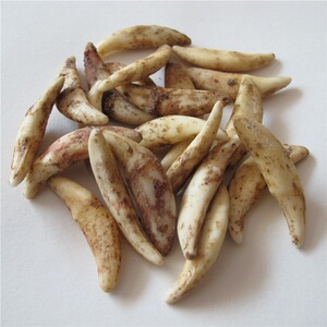 狼牙项链真 span class=h>狗牙 /span>男士 span class=h>吊坠 /span>